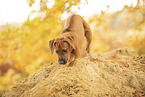 Rhodesian Ridgeback Welpe