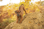 Rhodesian Ridgeback Welpe