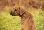 Rhodesian Ridgeback Welpe