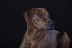 Rhodesian Ridgeback