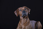 Rhodesian Ridgeback