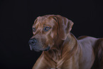 Rhodesian Ridgeback