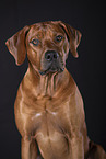 Rhodesian Ridgeback