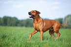 Rhodesian Ridgeback Rde