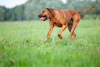 Rhodesian Ridgeback Rde