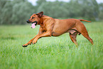 Rhodesian Ridgeback Rde