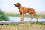 Rhodesian Ridgeback Rde