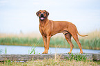 Rhodesian Ridgeback Rde