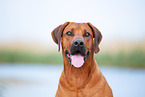 Rhodesian Ridgeback Rde