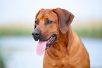 Rhodesian Ridgeback Rde