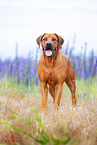 Rhodesian Ridgeback Rde