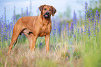 Rhodesian Ridgeback Rde