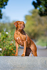 Livernose Rhodesian Ridgeback Hndin