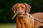 Livernose Rhodesian Ridgeback Hndin