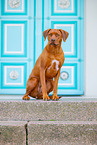 Livernose Rhodesian Ridgeback Hndin