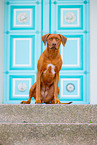 Livernose Rhodesian Ridgeback Hndin