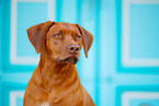 Livernose Rhodesian Ridgeback Hndin