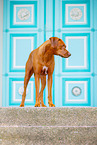 Livernose Rhodesian Ridgeback Hndin