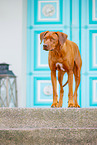 Livernose Rhodesian Ridgeback Hndin