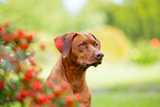 Livernose Rhodesian Ridgeback Hndin