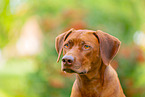 Livernose Rhodesian Ridgeback Hndin