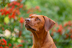 Livernose Rhodesian Ridgeback Hndin