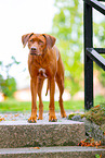 Livernose Rhodesian Ridgeback Hndin