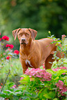 Livernose Rhodesian Ridgeback Hndin