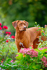 Livernose Rhodesian Ridgeback Hndin