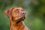 Livernose Rhodesian Ridgeback Hndin