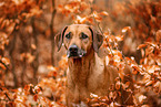 Rhodesian Ridgeback