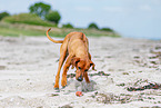 Rhodesian Ridgeback