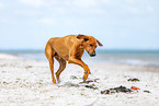 Rhodesian Ridgeback