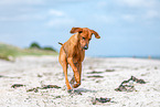 Rhodesian Ridgeback