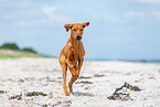 Rhodesian Ridgeback