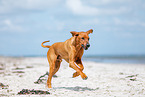 Rhodesian Ridgeback