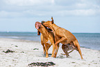 Hunde
