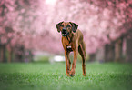 Rhodesian Ridgeback Hndin