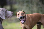 Hunde