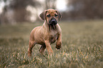Rhodesian Ridgeback Welpe