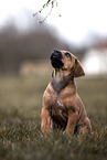 Rhodesian Ridgeback Welpe