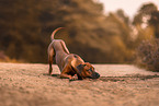 Rhodesian Ridgeback