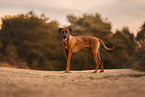 Rhodesian Ridgeback