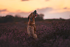 Rhodesian Ridgeback