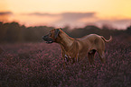 Rhodesian Ridgeback
