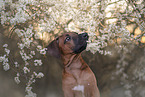 Rhodesian Ridgeback