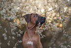 Rhodesian Ridgeback
