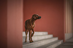 Rhodesian Ridgeback