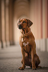 Rhodesian Ridgeback