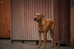 Rhodesian Ridgeback